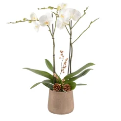 CREATION TRUFFAUT - Composition Phalaenopsis ramifié- 2 tiges - Pot D 18cm - H 75cm