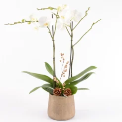 CREATION TRUFFAUT - Composition Phalaenopsis ramifié- 2 tiges - Pot D 18cm - H 75cm