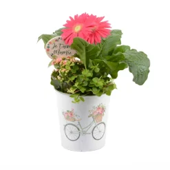 CREATION TRUFFAUT - Composition 3 plantes avec pot décoratif : D.15xH.36cm