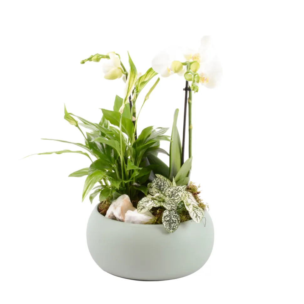CREATION TRUFFAUT - Composition Phalaenopsis avec 3 plantes - Cache pot vert D.20cm/H.45cm