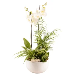 CREATION TRUFFAUT - Composition florale Phalaenopsis avec 4 plantes - Pot D.25cm/H.65cm