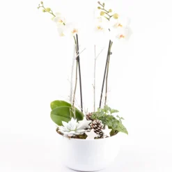 CREATION TRUFFAUT - Composition cérémonie - 3 plantes - D 25cm