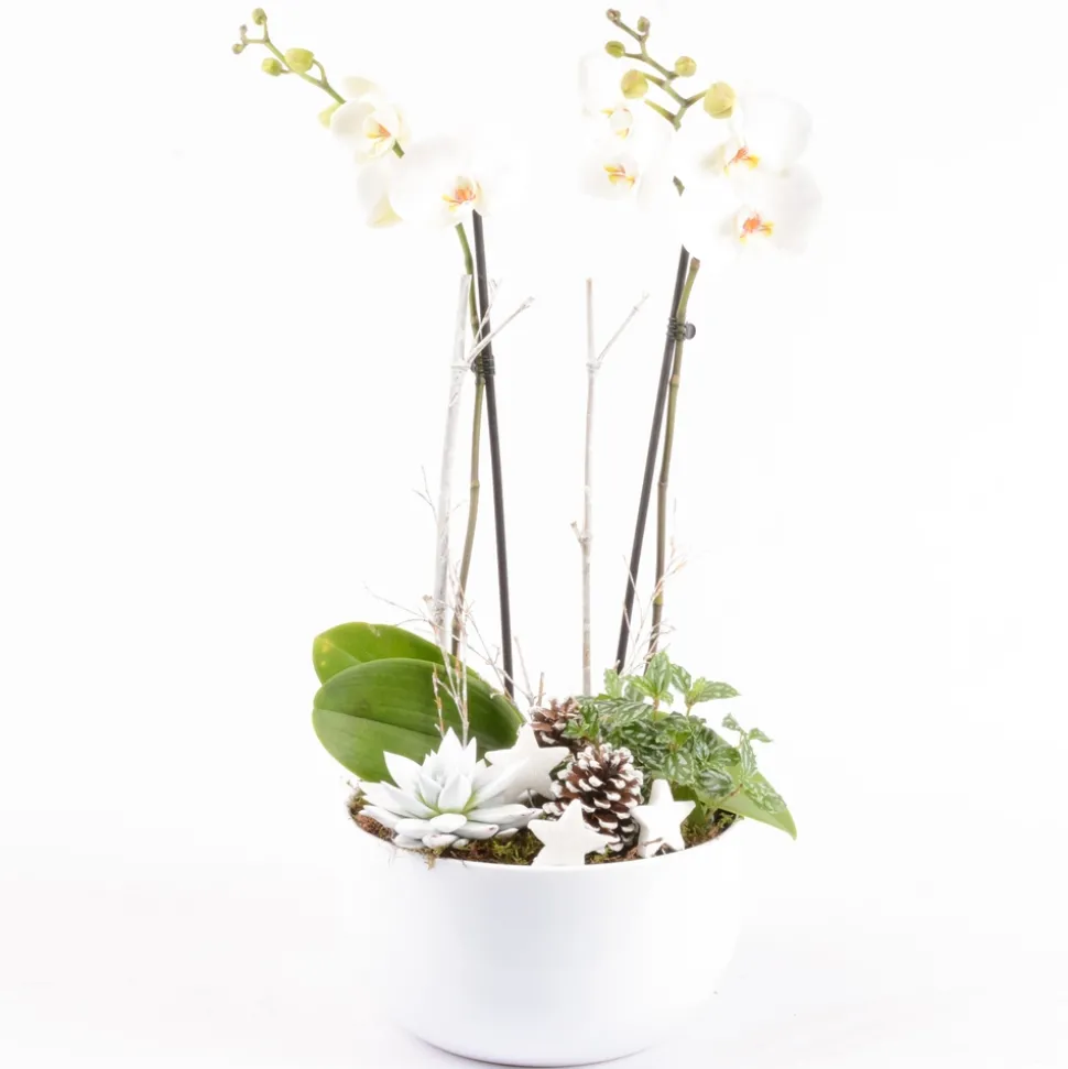 CREATION TRUFFAUT - Composition cérémonie - 3 plantes - D 25cm