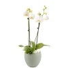 CREATION TRUFFAUT - Composition Phalaenopsis avec 2 plantes - Cache pot vert D.16cm/H.65cm