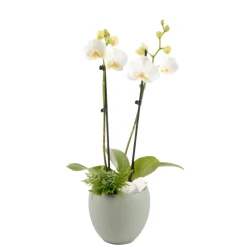 CREATION TRUFFAUT - Composition Phalaenopsis avec 2 plantes - Cache pot vert D.16cm/H.65cm