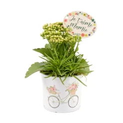 CREATION TRUFFAUT - Composition 2 plantes avec pot décoratif : D.11,5xH.22cm