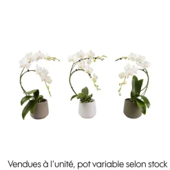 CREATION TRUFFAUT - Orchidée, Phalaenopsis : pot 'floris' D.14cm