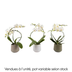 CREATION TRUFFAUT - Orchidée, Phalaenopsis : pot 'floris' D.14cm