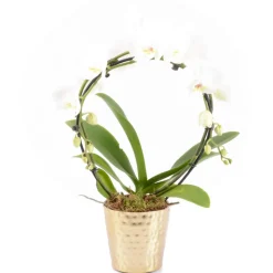 CREATION TRUFFAUT - Phalaenopsis Arceau - 2 tiges - Pot D13cm - H55 cm