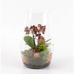 CREATION TRUFFAUT - Terrarium orchidée Phalaenopsis avec 3 plantes - D.20cm/H32cm