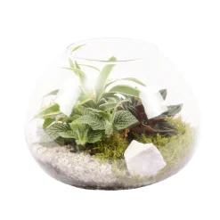 CREATION TRUFFAUT - Terrarium de 3 plantes - D.20cm/H.15cm