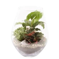 CREATION TRUFFAUT - Terrarium de 3 plantes - D.21cm/H.26cm