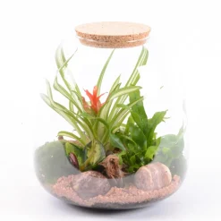 CREATION TRUFFAUT - Terrarium - 3 plantes - D 23
