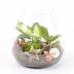 CREATION TRUFFAUT - Terrarium Bambino - 3 plantes - D 18cm