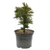 Cryptomeria japonica 'Bandaï-Suji': pot 3L