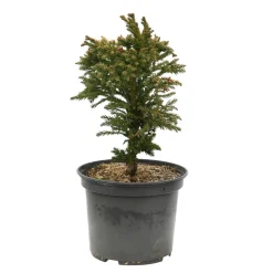 Cryptomeria japonica 'Bandaï-Suji': pot 3L