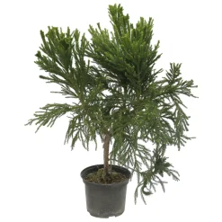Cryptomeria japonica 'Cristata' H 40/60 cm - pot 3L