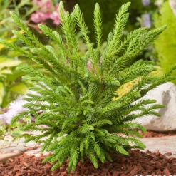 Cryptomeria japonica 'Dinger' - Pot 3L