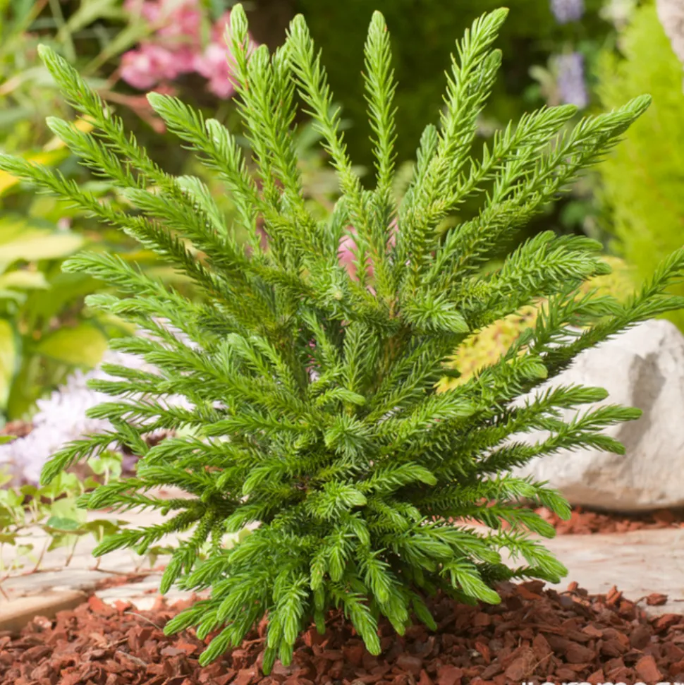 Cryptomeria japonica 'Dinger' - Pot 3L