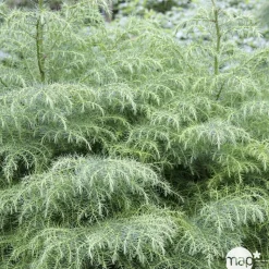Cryptomeria japonica 'Elegans Viridis' H.80/100cm : pot 10L