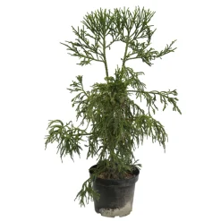 Cryptomeria japonica 'Rasen-sugi' Pot 7,50 L