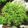 Cryptomeria 'Little Champion' - Pot 3L