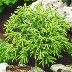 Cryptomeria 'Little Champion' - Pot 3L