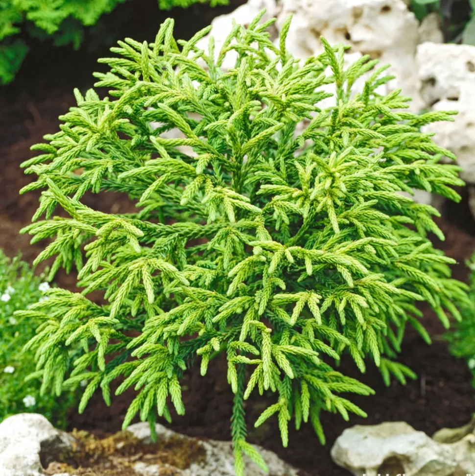 Cryptomeria 'Little Champion' - Pot 3L