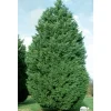 Cupressocyparis Leylandii : H 80/100 cm, pot 4L