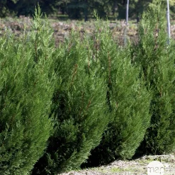 Cupressocyparis Leylandii 2001 : H. 175/200 cm, pot 18L