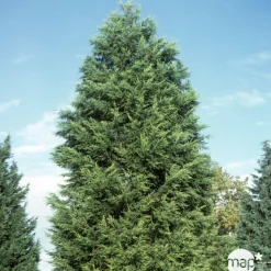 Cupressocyparis leylandii ' Castelwellan Gold' : pompon pot 20L