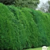 Cupressocyparis leylandii '2001' - pot 3L