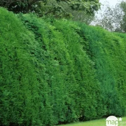 Cupressocyparis leylandii '2001' - pot 3L