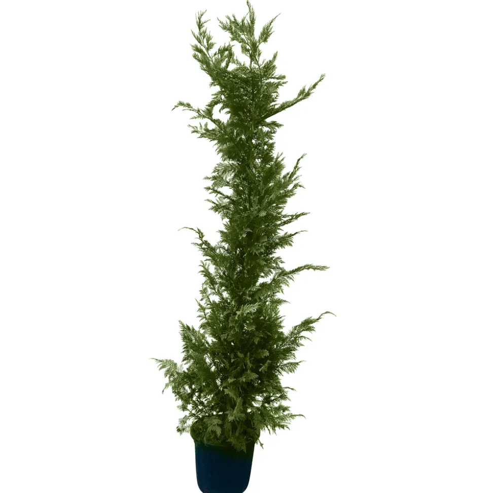 Cupressocyparis Leylandii : H. 200/250 cm, pot 25L