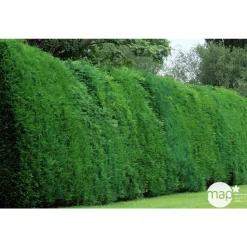 Cupressocyparis Leylandii : H. 200/250 cm, pot 25L