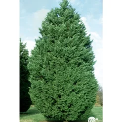 Cupressocyparis Leylandii : H. 200/250 cm, pot 25L