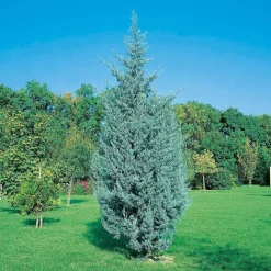 Cupressus Arizonica Fastigiata : H. 150/175cm, pot 15L