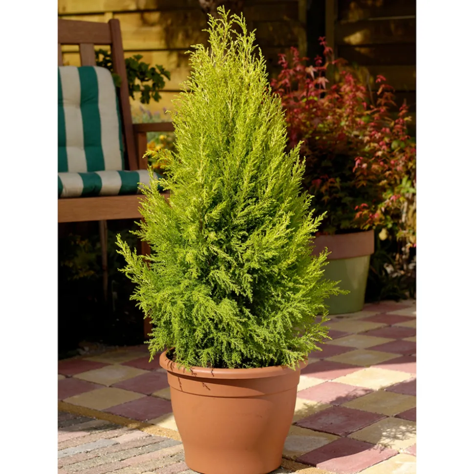 Cupressus 'Goldcrest Wilma' pot 3L