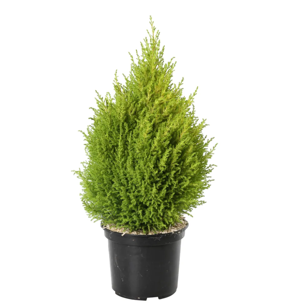 Cupressus 'Goldcrest Wilma' pot 3L