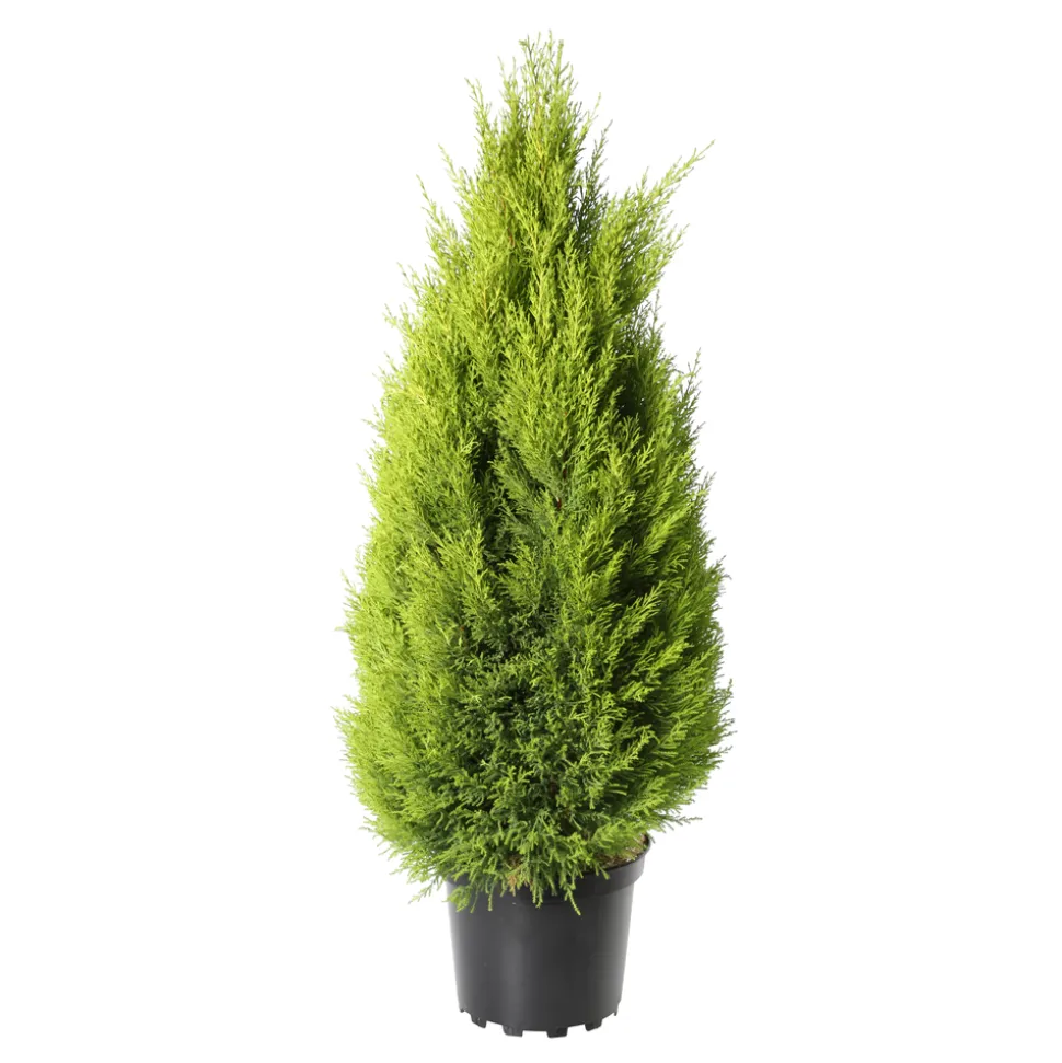 Cupressus 'Goldcrest Wilma' pot 7,5L