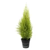 Cupressus macrocarpa Goldcrest : pot d.13cm