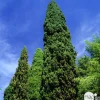 Cupressus sempervirens : hauteur 140/150 cm conteneur 5 Litres