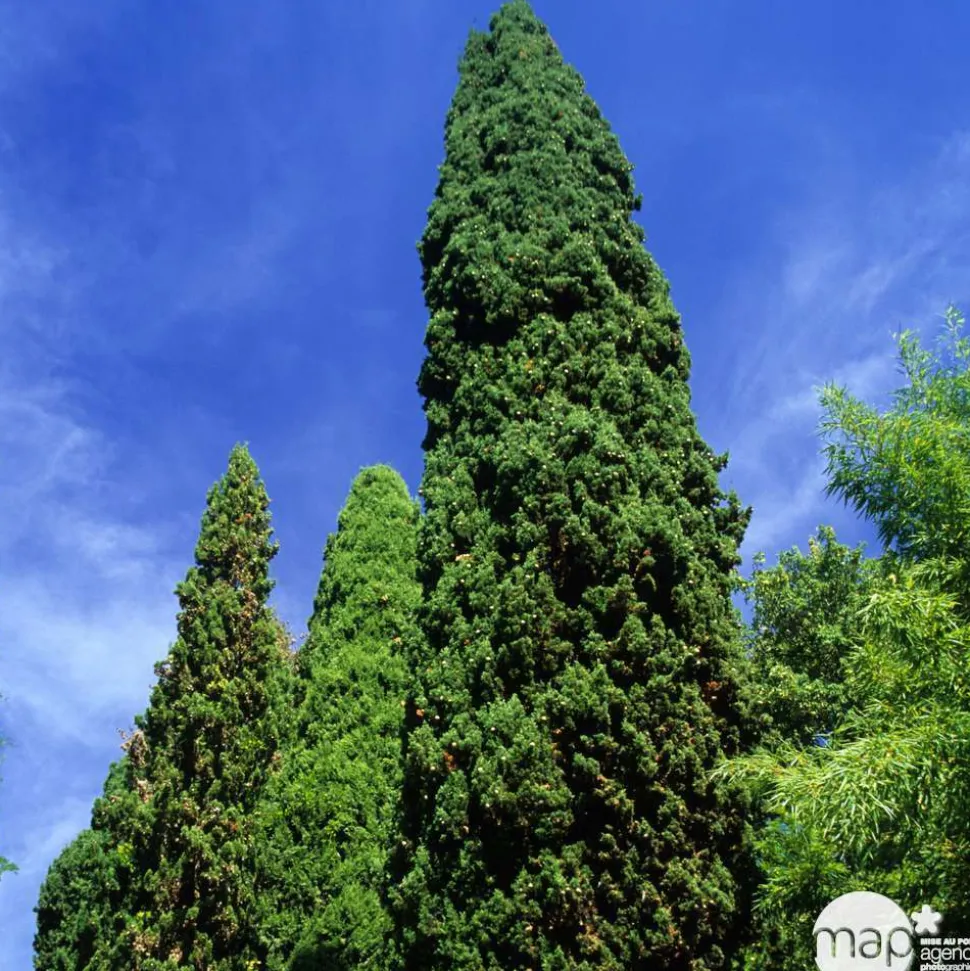 Cupressus sempervirens : hauteur 140/150 cm conteneur 5 Litres