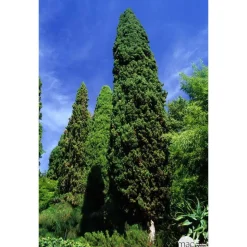 Cupressus sempervirens : hauteur 140/150 cm conteneur 5 Litres