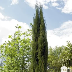 Cupressus Sempervirens Stricta : H. 200/250cm