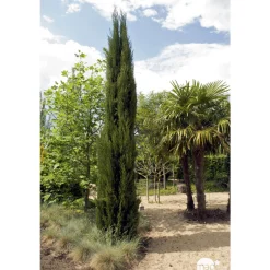 Cupressus Sempervirens Stricta : H. 200/250cm