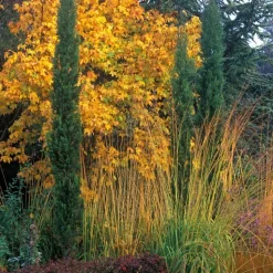 Cupressus Sempervirens Totem : hauteur 80/100 cm, pot 10 L