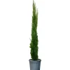 Cupressus Totem : pot de 18L