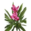 Curcuma 'Siam Splash' H50cm, pot D13cm
