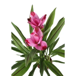Curcuma 'Siam Splash' H50cm, pot D13cm